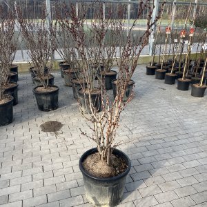 Chinesischer Judasbaum Avondale