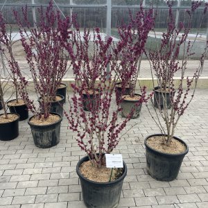 Chinesischer Judasbaum Avondale