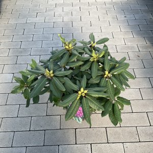 Rhododendron Azurro Inkaroh