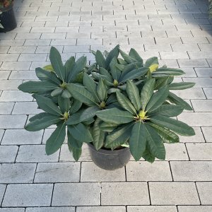 Rhododendron Black Widow