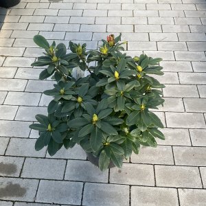 Rhododendron Golden Everest