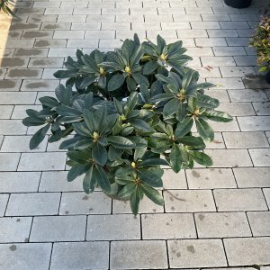 Rhododendron Metallica