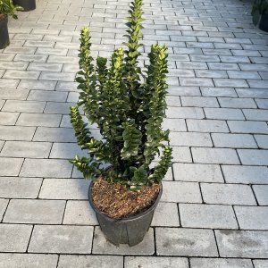 Japanischer Spindelstrauch Pulchellus Verde