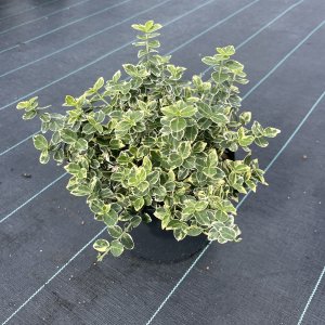 Kriechspindel Emerald Gaiety