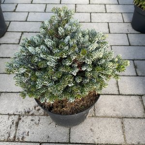 Koreanische Tanne Kohouts Icebreaker