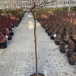 Etagen-Hartriegel Green Carpet