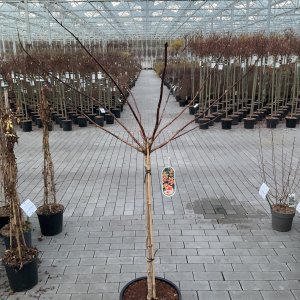 Indian Summer Trompetenblume