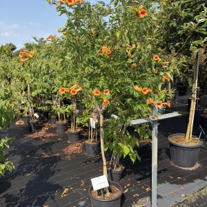 Indian Summer Trompetenblume
