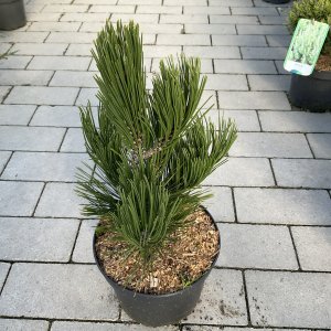 Bosnische Schwarzkiefer Malinki