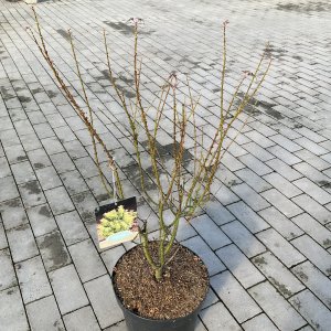 Fächerahorn Kotohime