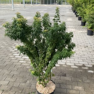 Fächerahorn Kotohime