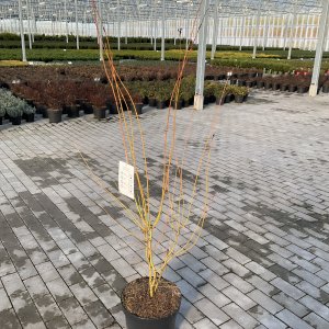 Japanischer Fächerahorn Bi-hoo