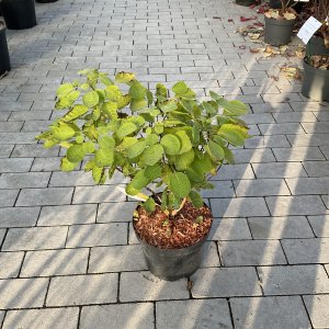 Perückenstrauch Golden Lady