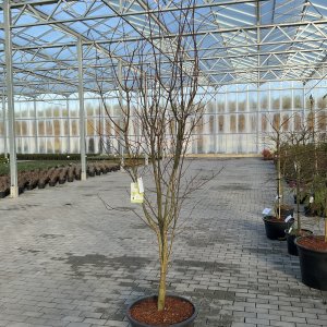 Acer shirasawanum Jordan