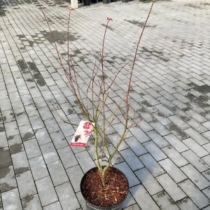 Fächerahorn Jerre Schwartz