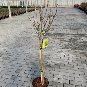 Acer shirasawanum Jordan