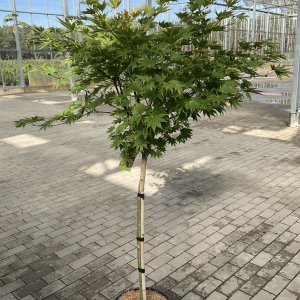 Acer shirasawanum Jordan