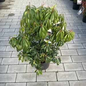 Lavendelheide Red Mill