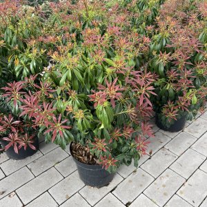 Lavendelheide Red Mill