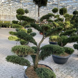 Spanischer Wacholder