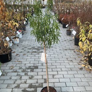 Mexikanische Orangenblüte Aztec