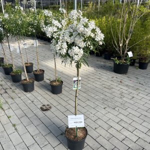 Mexikanische Orangenblüte Aztec