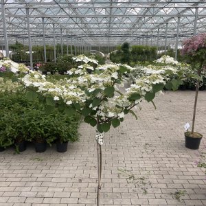 Japanischer Schneeball Rotundifolia