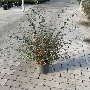 Franchets Zwergmispel