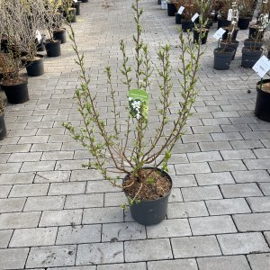 Perlenstrauch Blushing Pearl