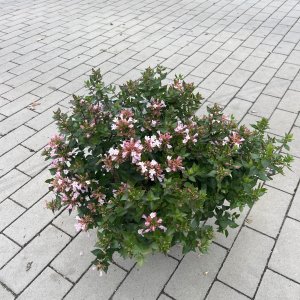 Chinesische Abelie Autumn Festival