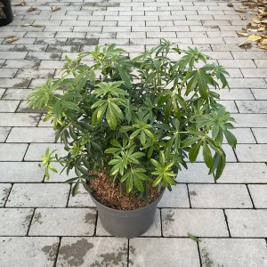 Orangenblume Greenfinger