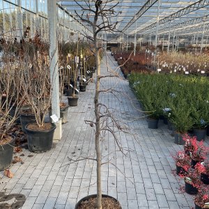 Amerikanischer Judasbaum Traveller