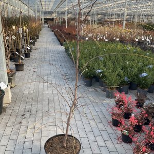 Amerikanischer Judasbaum Rising Sun