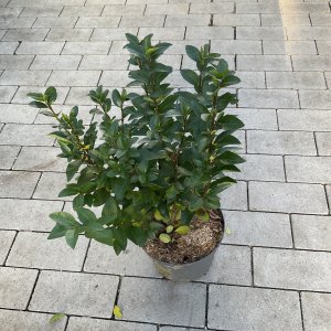 Liguster Green Diamond