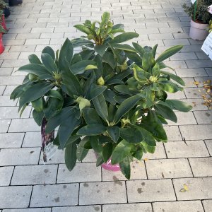 Rhododendron Pushy Purple