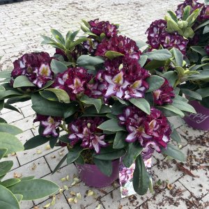 Rhododendron Pushy Purple
