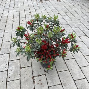 Rhododendron obt. Hot Shot Variegated