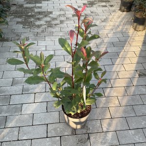 Photinia Mandariono