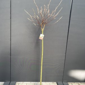 Rotblühende Japanische Weidenkätzchen Mt Aso