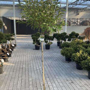 Glanz-Liguster Green Screen