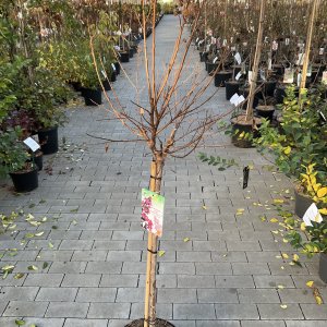 Kreppmyrte Berry Dazzle