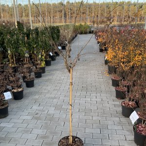 Zwerg-Maulbeere Mojo Berry