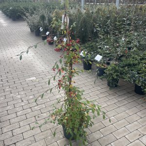 Hängende Zwergmispel