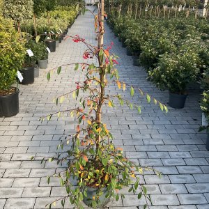 Hängende Zwergmispel