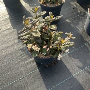 Weigela Vintage Love