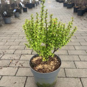 Neon Gold Berberitze