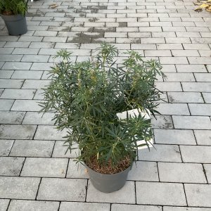 Orangenblume White Dazzler