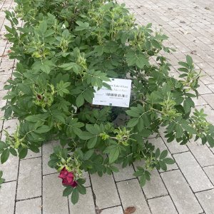 Rosa rugosa Take it Easy
