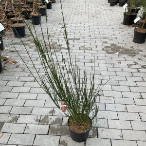 Besenginster Roter Favorit