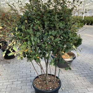 Milchweißer Zwergmispel